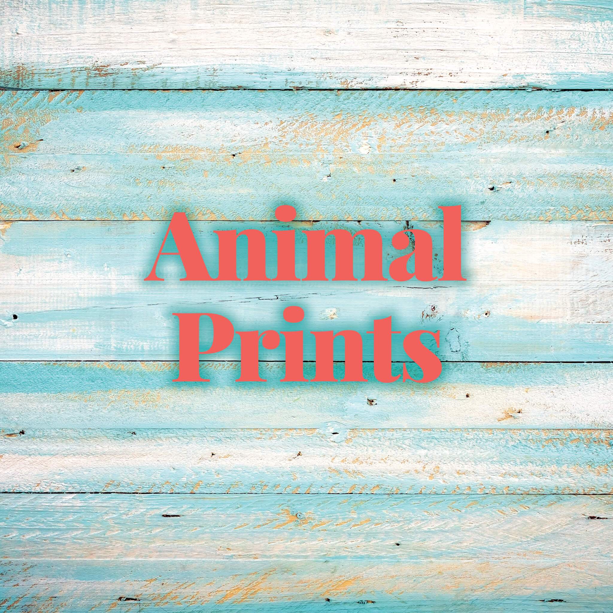 Animal Prints | Molly's! A Chic and Unique Boutique